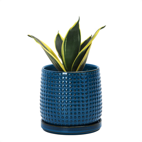 D'vine Dev ceramic beaded pot in midnight blue enhances indoor decor.