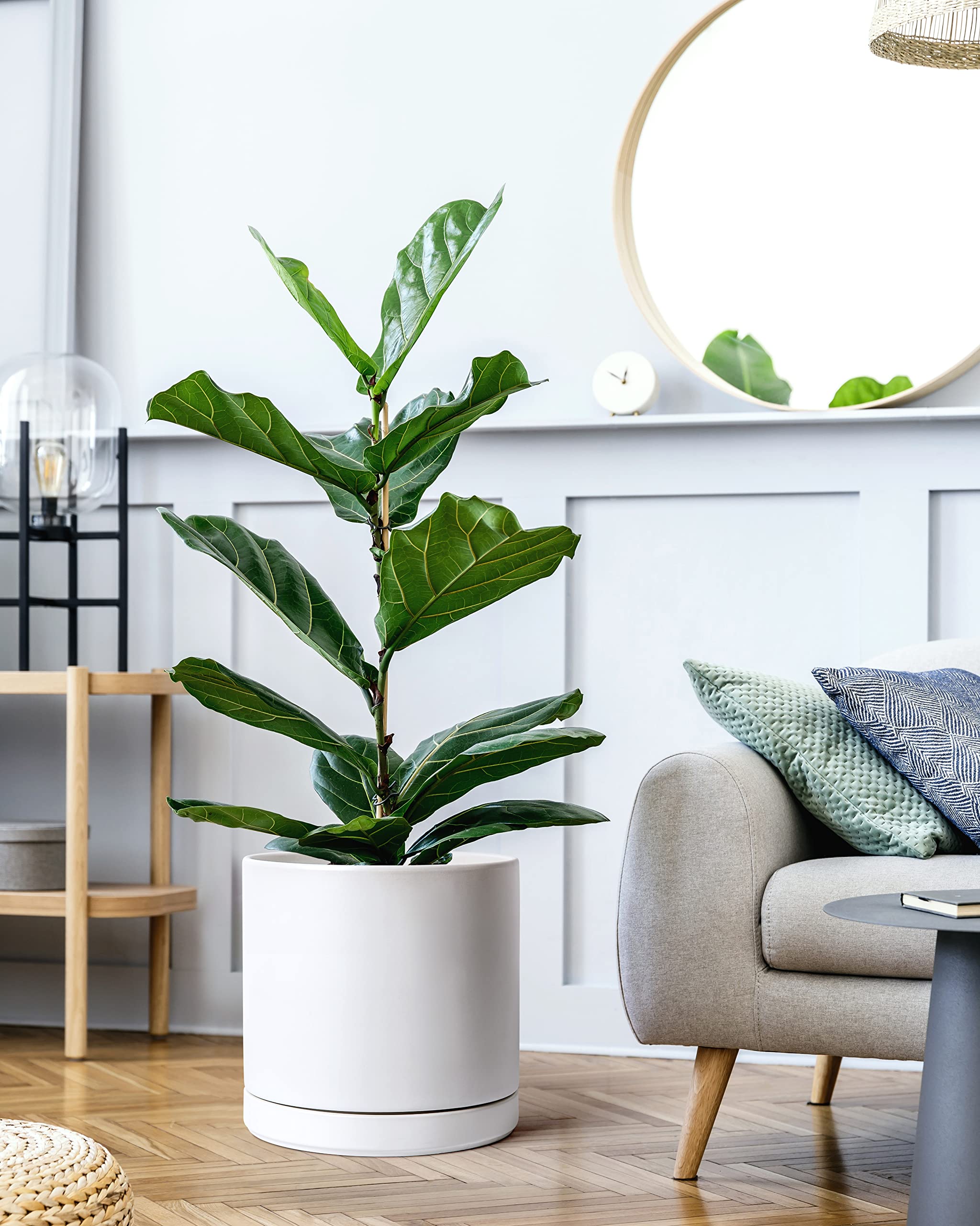 D'vine Dev ceramic planter with saucer included for mess-free placement.
