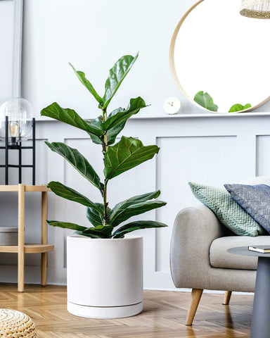 D'vine Dev ceramic planter with saucer included for mess-free placement.