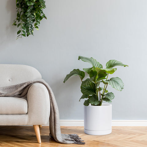 D'vine Dev ceramic planter with saucer highlights complete indoor setup and drainage-ready design