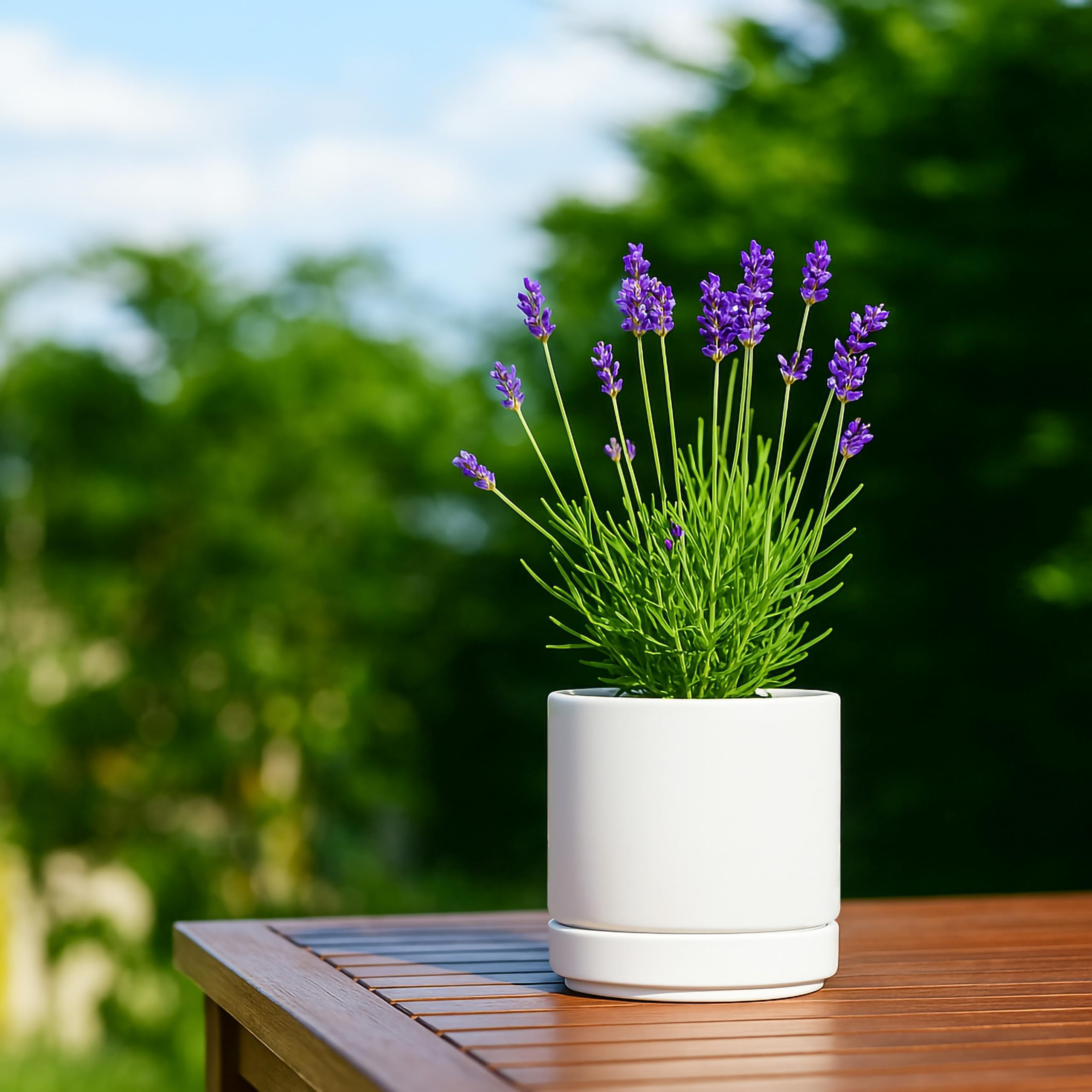 D'vine Dev compact pots showcase small plants with elegant, minimalist style