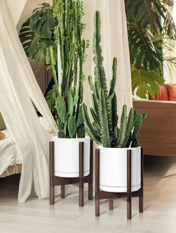 D'vine Dev complete planter and wood stand offer modular display.