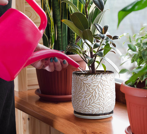 D'vine Dev planter with saucer secures spill-free indoor setup
