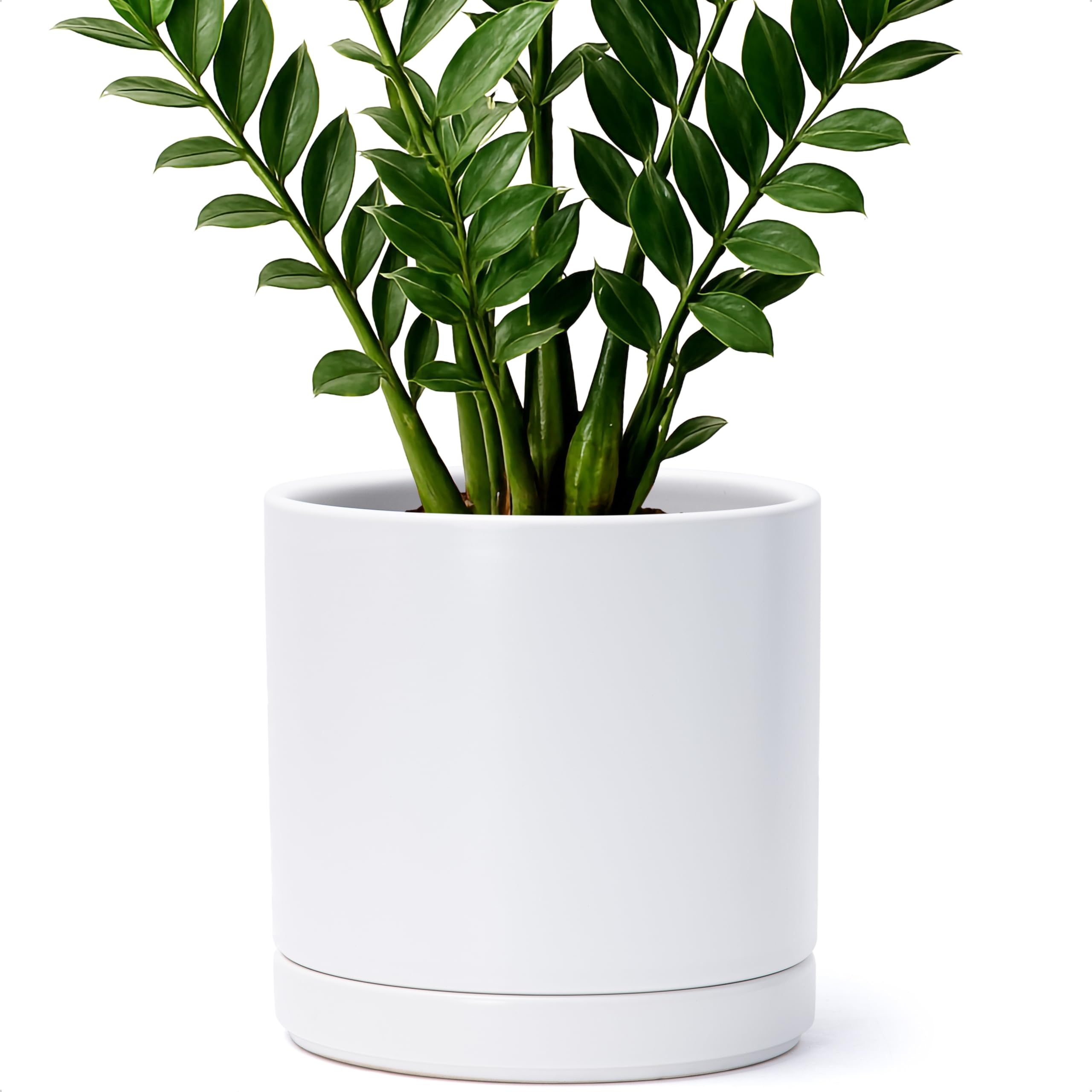 D'vine Dev durable white ceramic planter ready for delivery