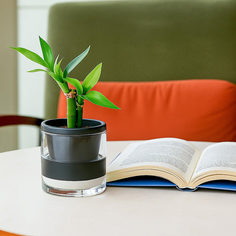 Gift-ready planter for plant lovers seeking stylish indoor greenery