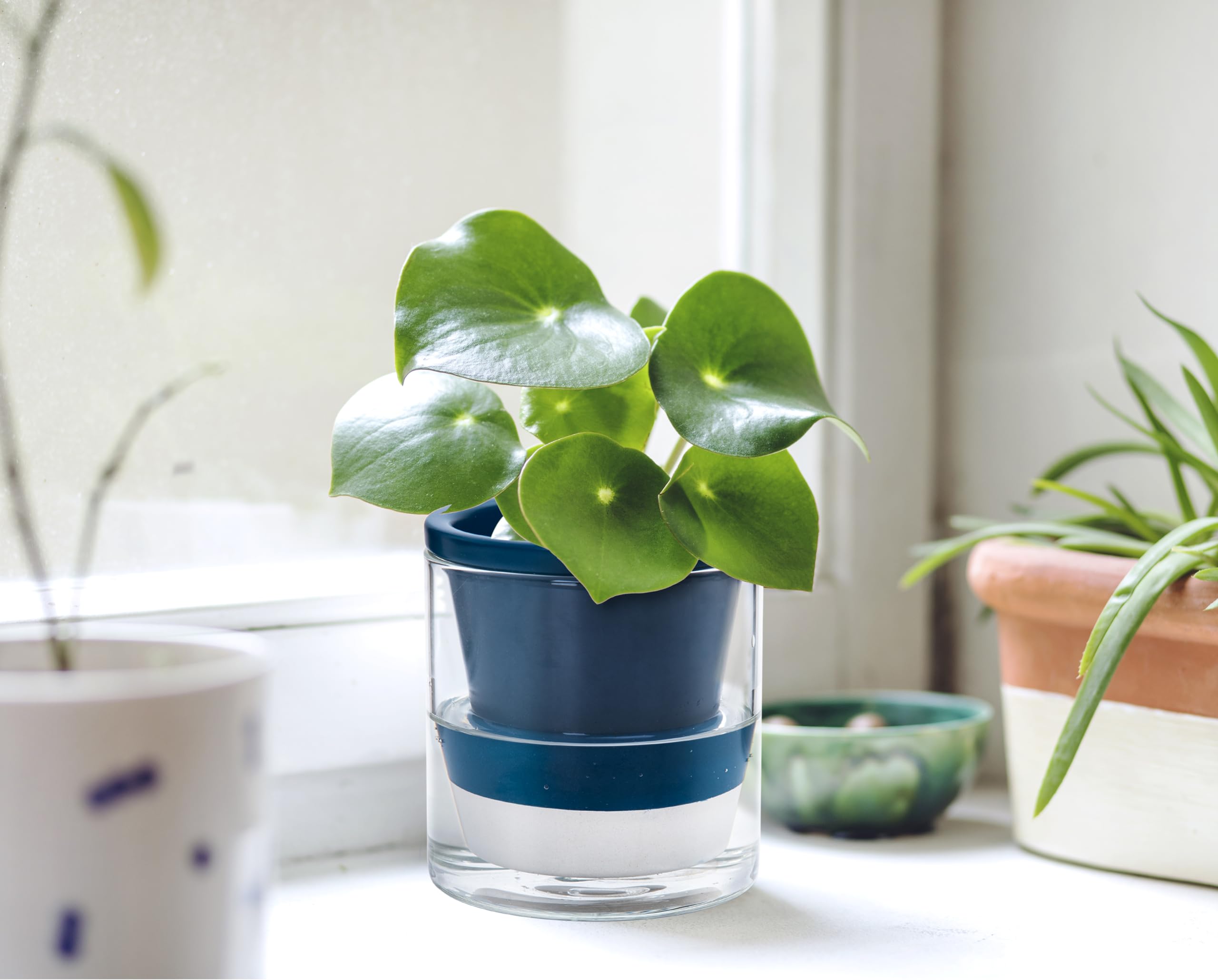 D'vine Dev gift-ready indoor plant starter, ideal for plant lovers.