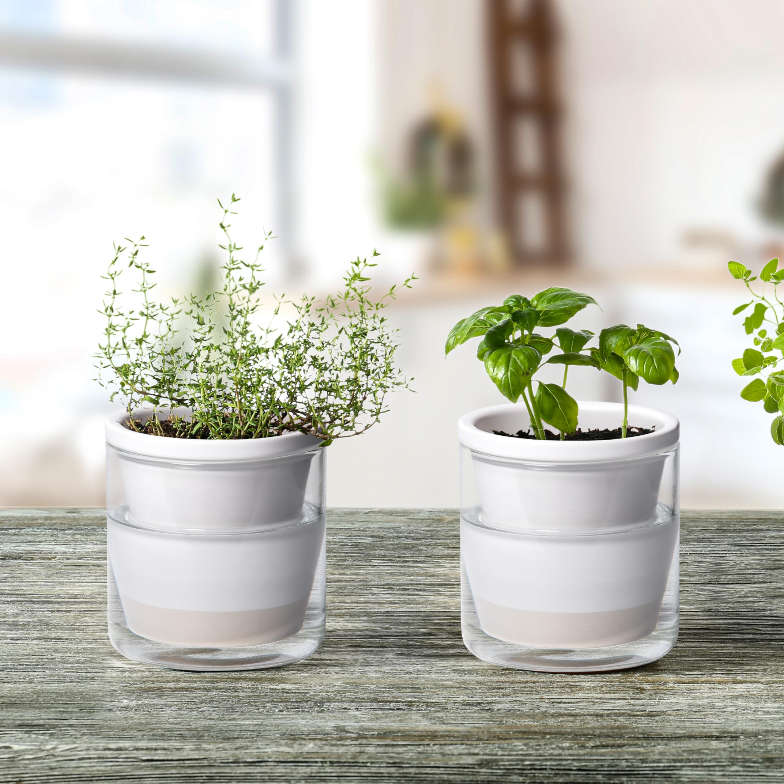 D'vine Dev glass cup reservoir supports steady moisture for plants.