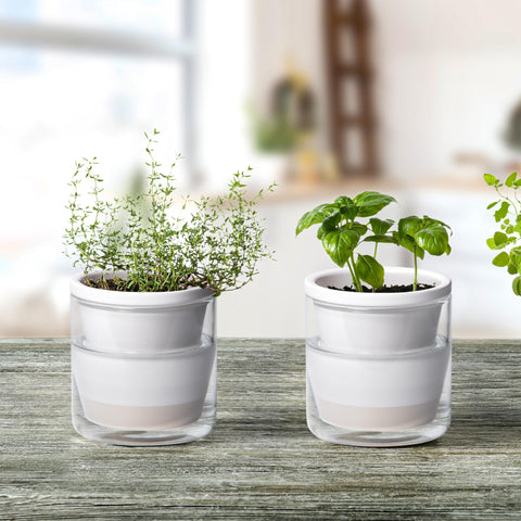 D'vine Dev glass cup reservoir supports steady moisture for plants.