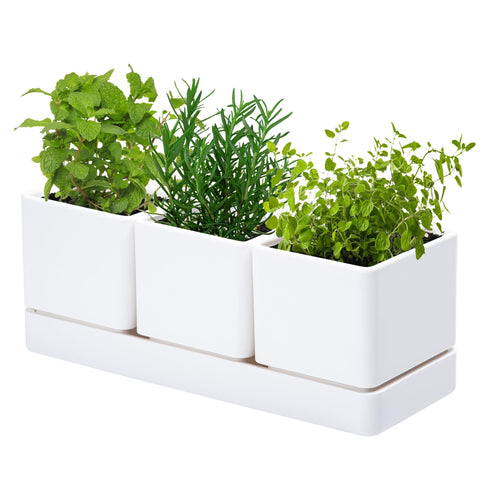 D'vine Dev herb garden planter set with three pots for fresh herbs on a windowsill.