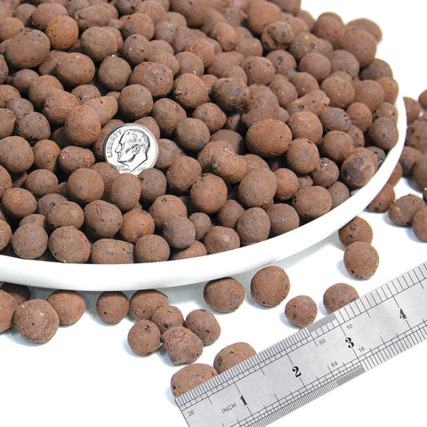 D'vine Dev hydroponics setup with leca beads for soilless growth