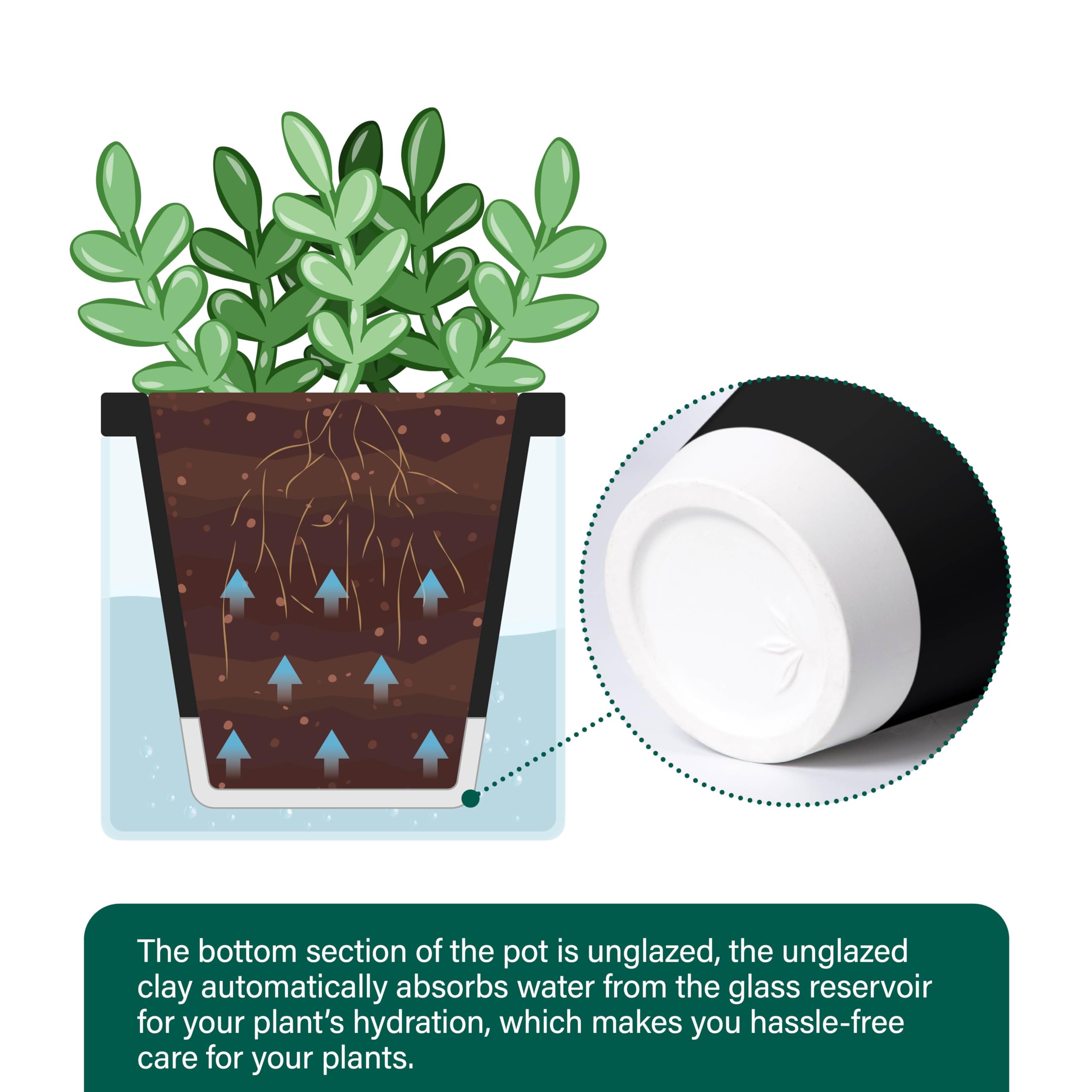 Terracotta pot with glass cup set for versatile herbs and small plants