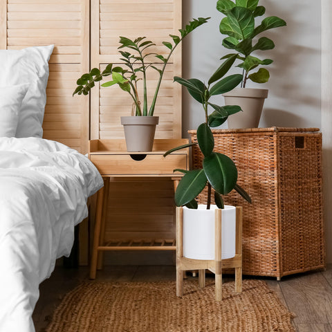 Dvine Dev indoor plant display with matte white pot and natural stand.