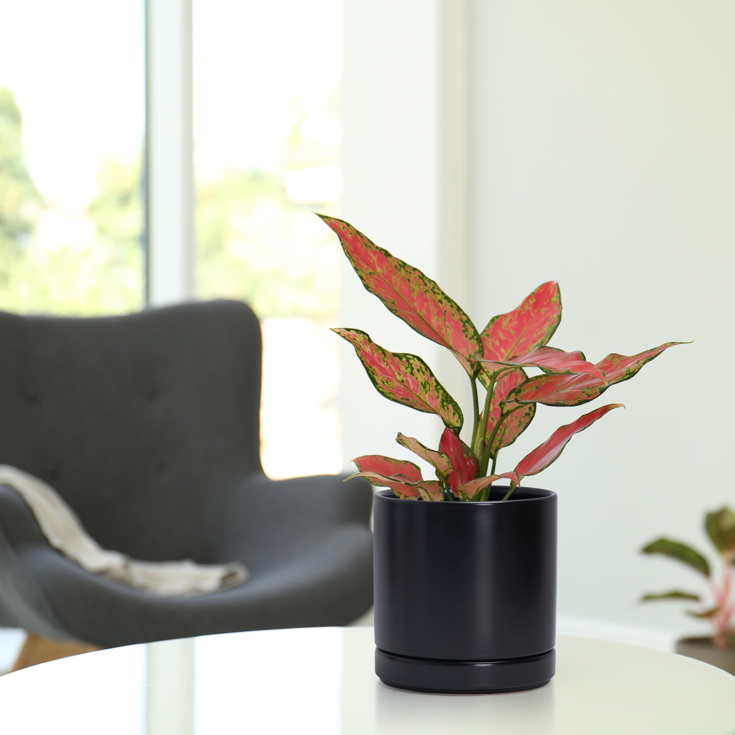 D'vine Dev indoor planter on shelf adds modern style to rooms.