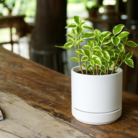 D'vine Dev indoor white cylindrical planter ideal for small spaces.