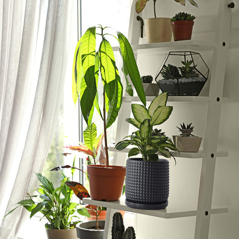 D'vine Dev indoor succulent display on a windowsill or desk