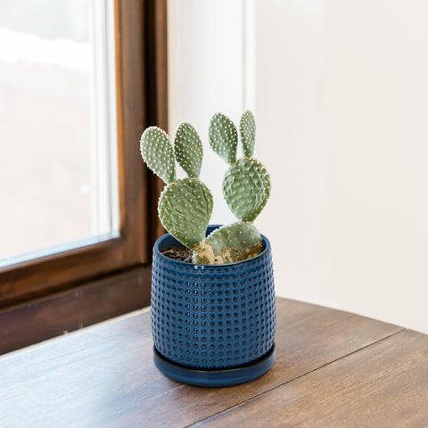 Indoors-ready midnight blue pot suits succulents and small flowers.