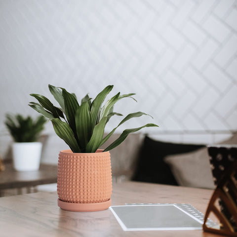 D'vine Dev indoor plant setup example with succulents.