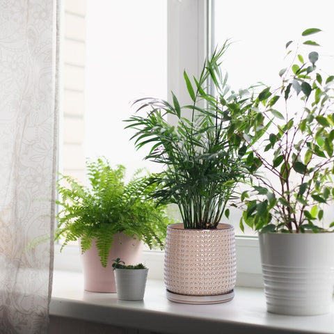 D'vine Dev indoor succulent display in light brown planter for bright spaces.