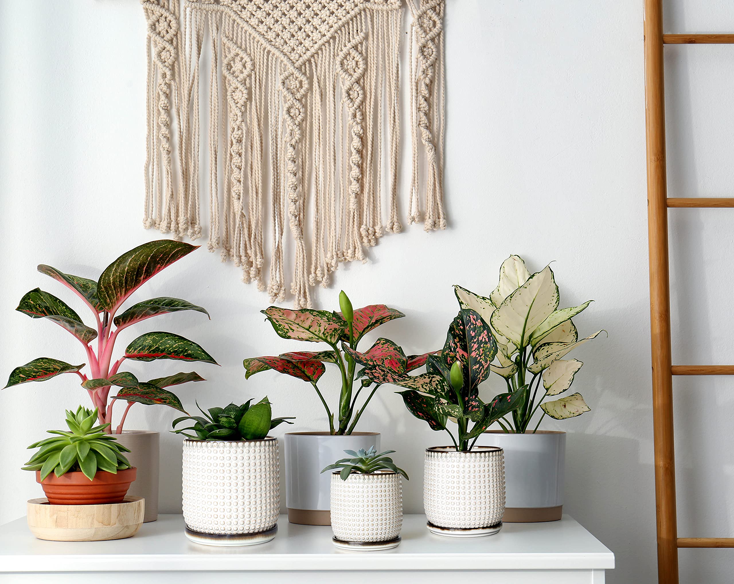D'vine Dev indoor succulent pot, ideal for small plants.