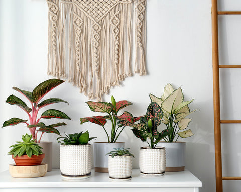 D'vine Dev indoor succulent pot, ideal for small plants.