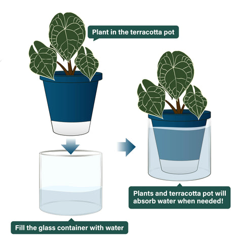 Dvine Dev interior view of two-planter set ready for gifting