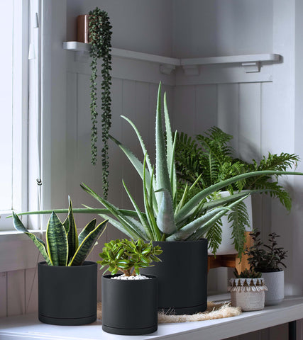 D'vine Dev matte finish closeup on durable plastic planter