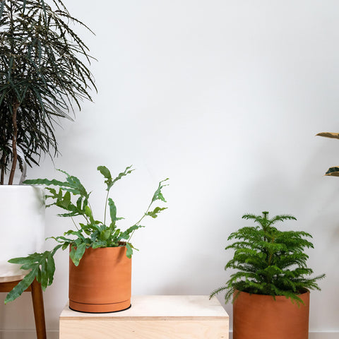 D'vine Dev small terracotta pot ideal for indoor herbs and small houseplants.
