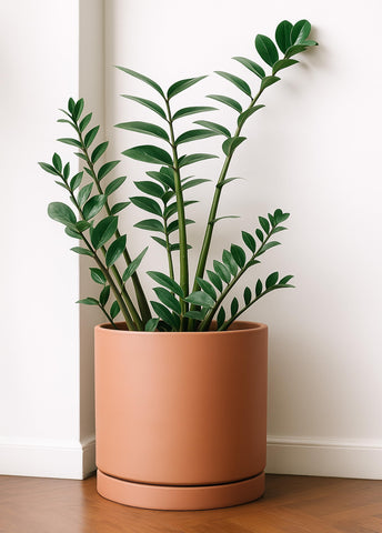 D'vine Dev minimalist terracotta pot blends with decor while highlighting plants.