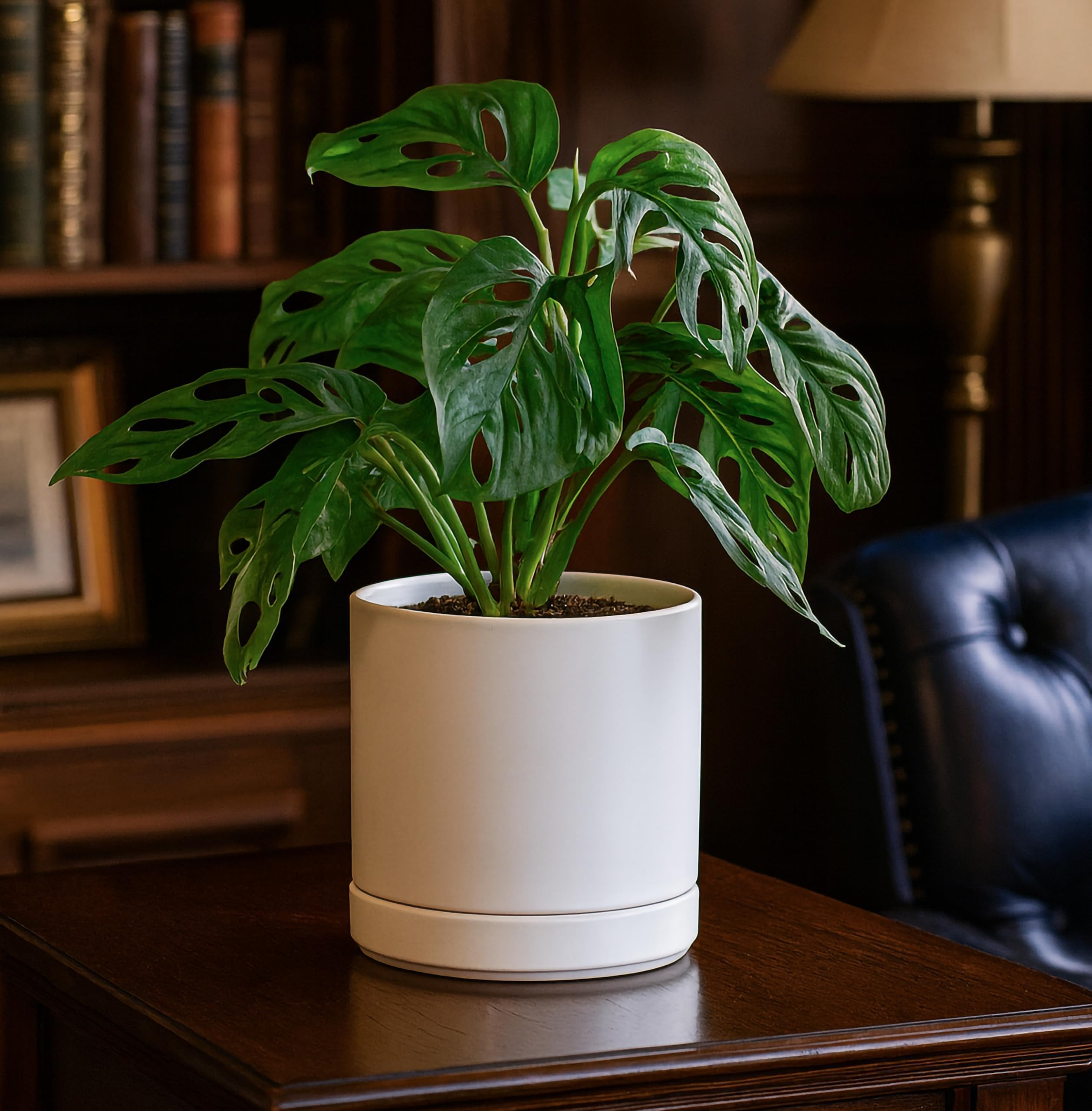 D'vine Dev minimalist white planter with clean rounded design for modern spaces.