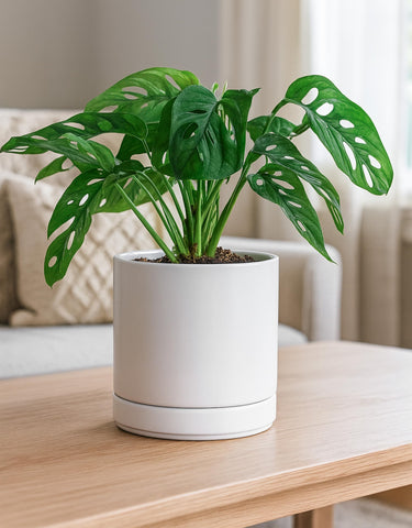 D'vine Dev pack of two pots for coordinated indoor styling.