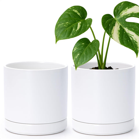 D'vine Dev 6.5-inch white ceramic plant pot with drainage hole for healthy roots.