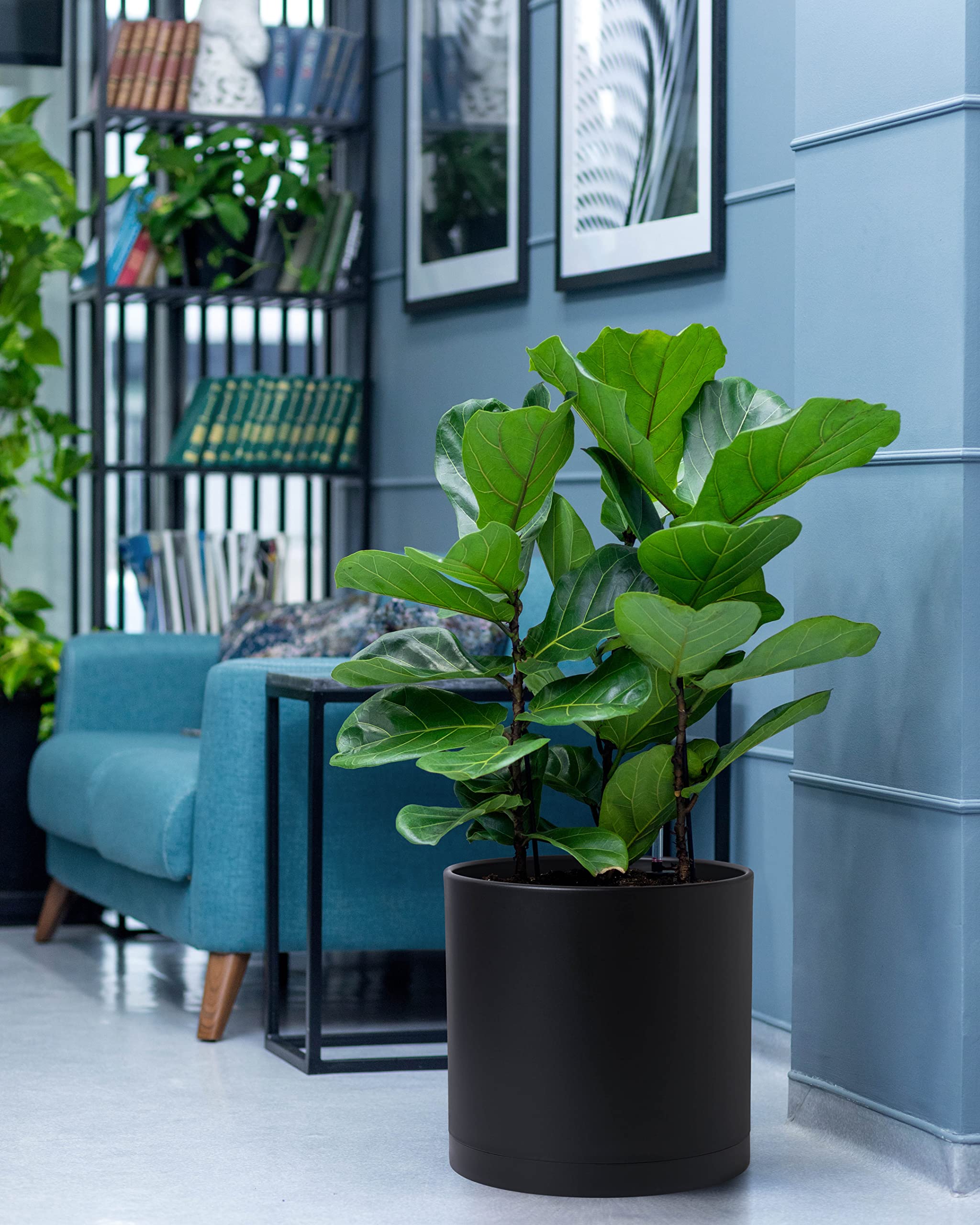 D'vine Dev planter in use with plant shows real-life scale and versatility.