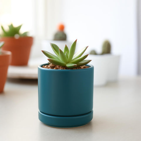 D'vine Dev scratch pad protects surfaces during plant setup.