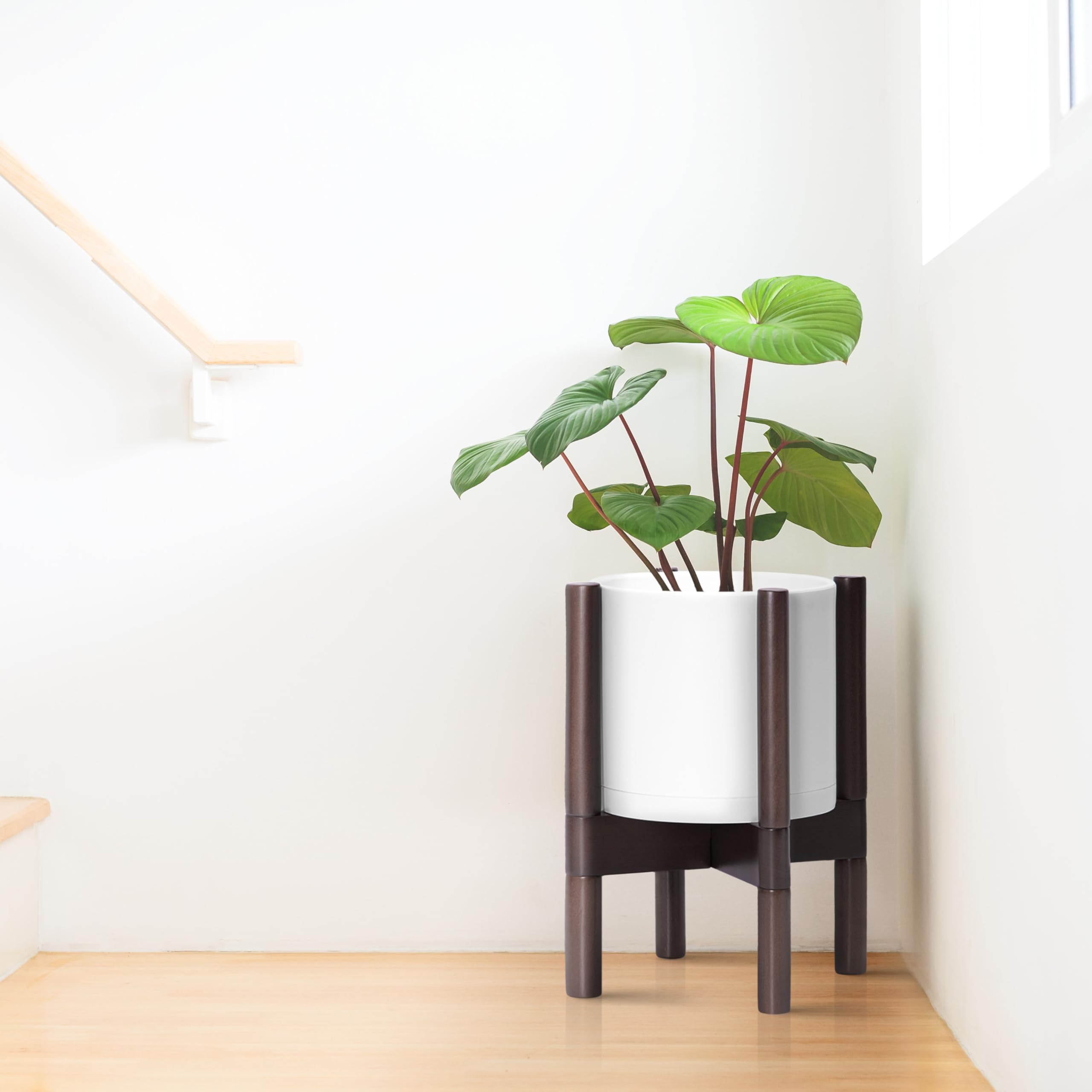 D'vine Dev walnut-base wood stand complements the white pot for modern decor