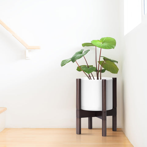 D'vine Dev walnut-base wood stand complements the white pot for modern decor
