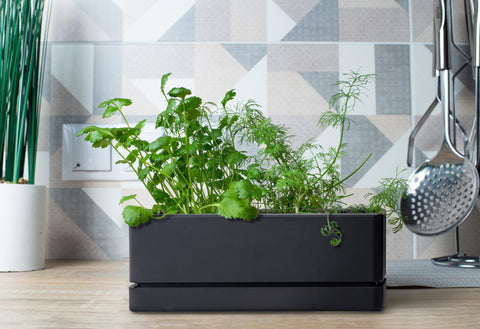 D'vine Dev planter with drainage holes demonstrates mess-free watering.