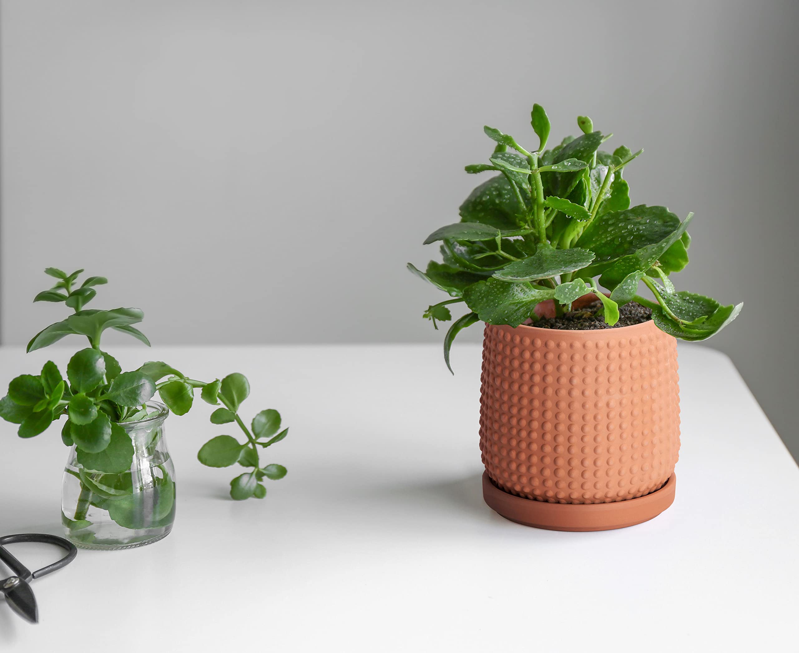 D'vine Dev sturdy planter kit includes saucer and protective pad.