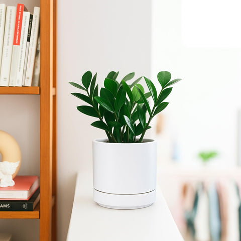 D'vine Dev planter with saucer white ceramic for mess-free watering.