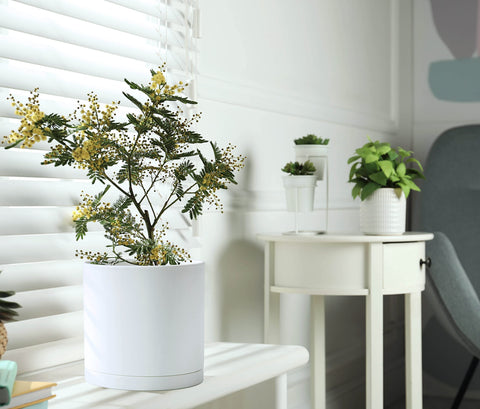 D'vine Dev three-piece set shown with matching saucers for versatile displays.