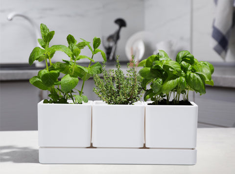 D'vine Dev plastic pots showing drainage holes for herbs and vegetables
