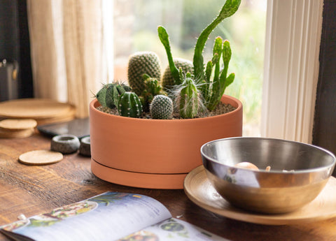 D'vine Dev succulent pot on bright windowsill for vibrant display