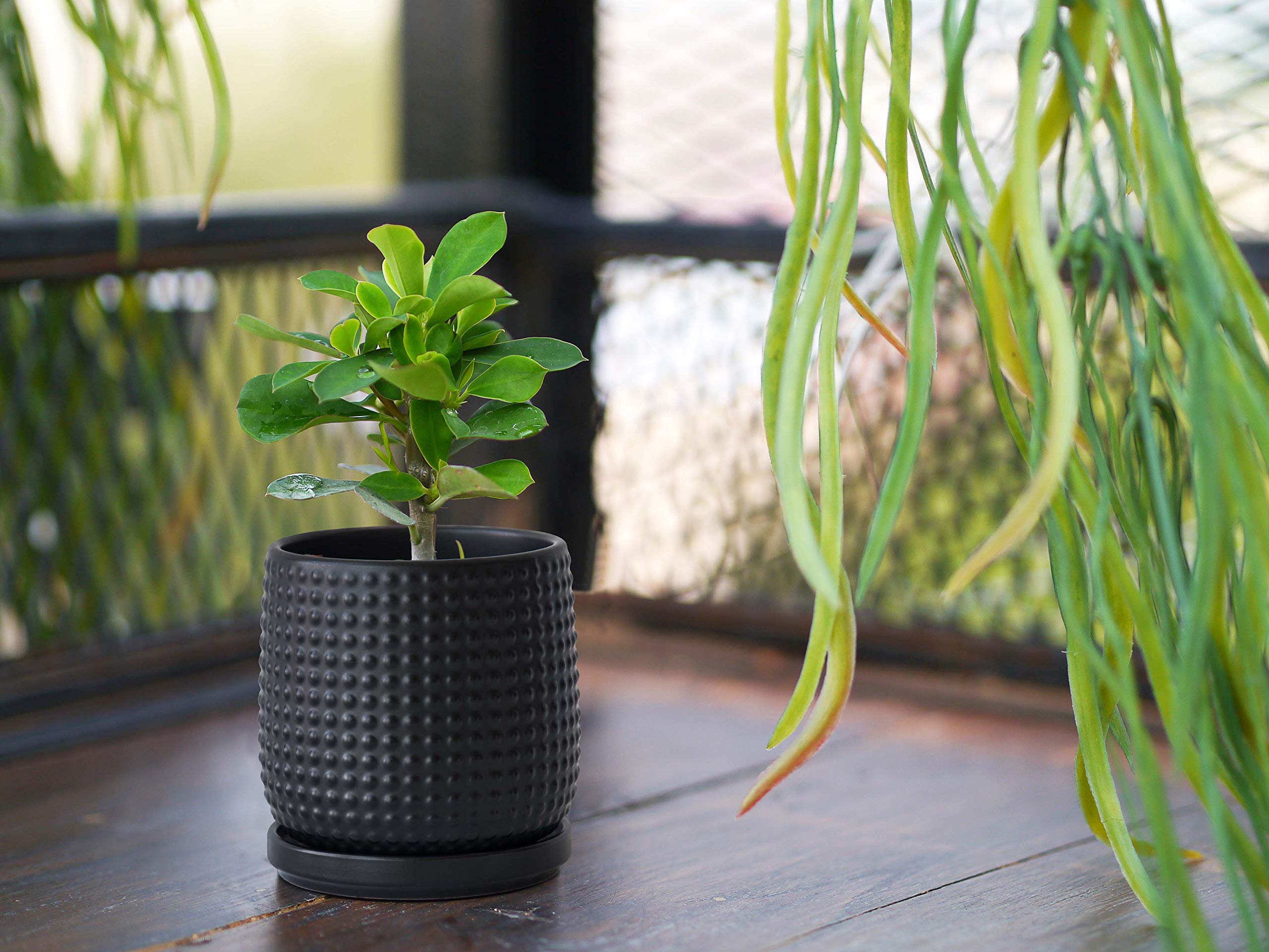 D'vine Dev protective pad shields surfaces from scratches under the planter.