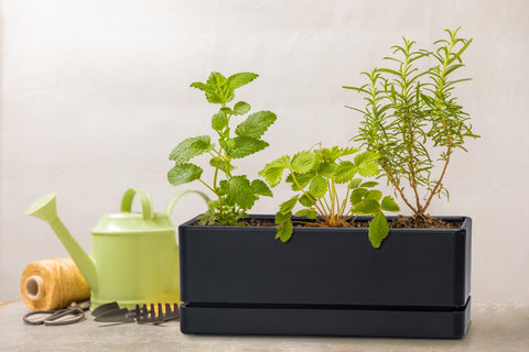 D'vine Dev BPA-free planter close-up highlighting safe material and finish.