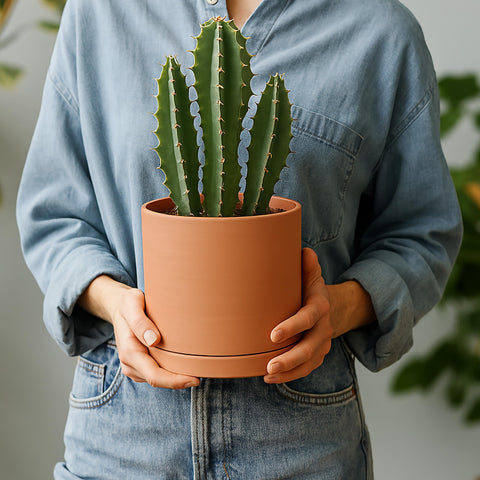 D'vine Dev round minimalist planter enhances any shelf, desk, or windowsill.