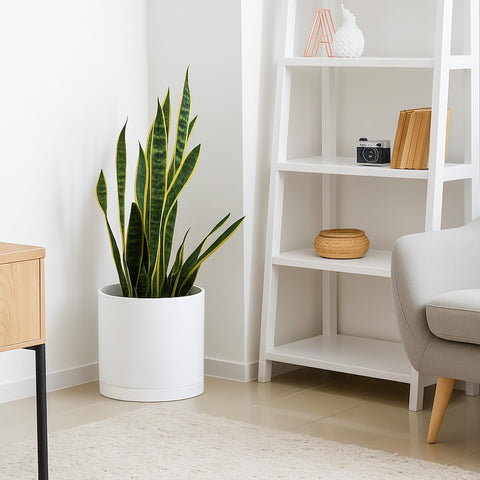 D'vine Dev seamless saucer with minimalist design for clean aesthetics.