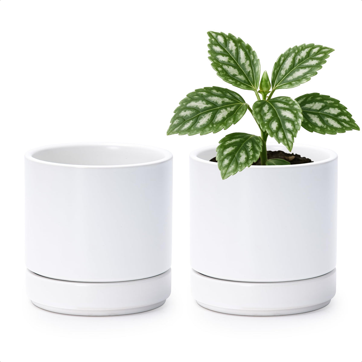 D'vine Dev set of 2 ceramic planters with 4.7-inch diameter for compact spaces.