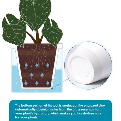 D'vine Dev set of 2 planters packaged as gift-ready duo.