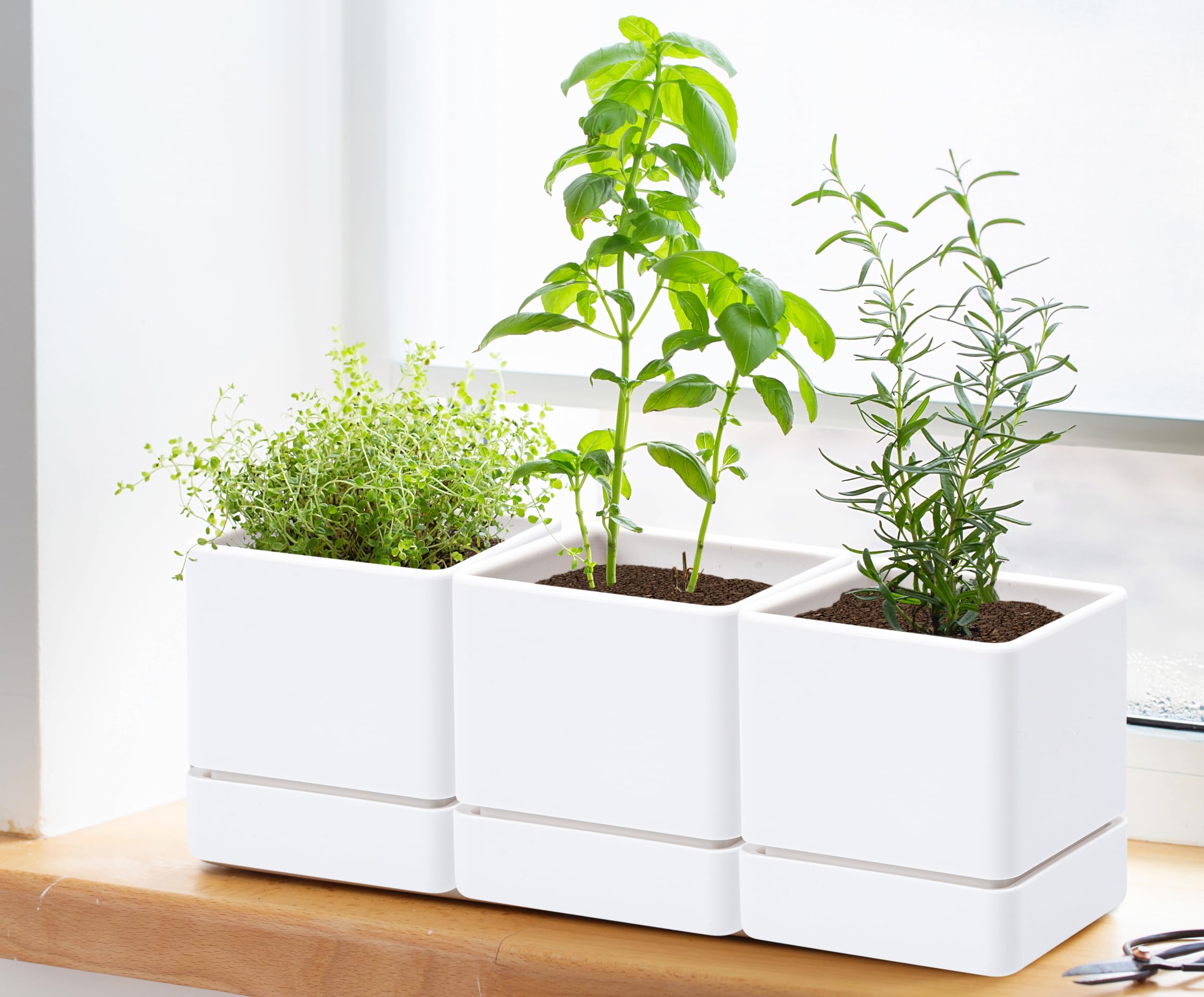 D'vine Dev set of six planters suits multiple herbs or small plants.