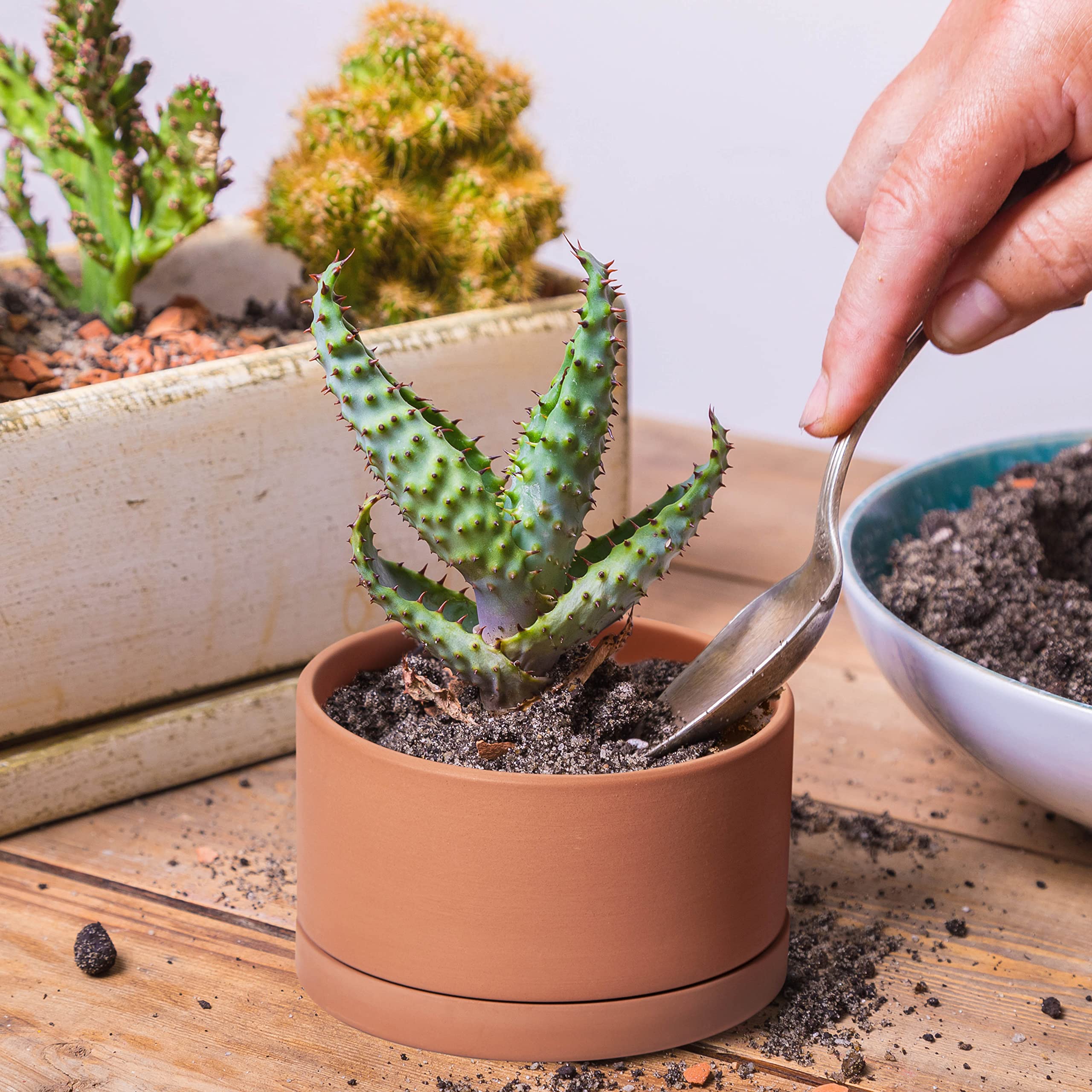 dvine-dev succulent display on a desk showing multi-size planters