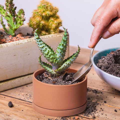 dvine-dev succulent display on a desk showing multi-size planters